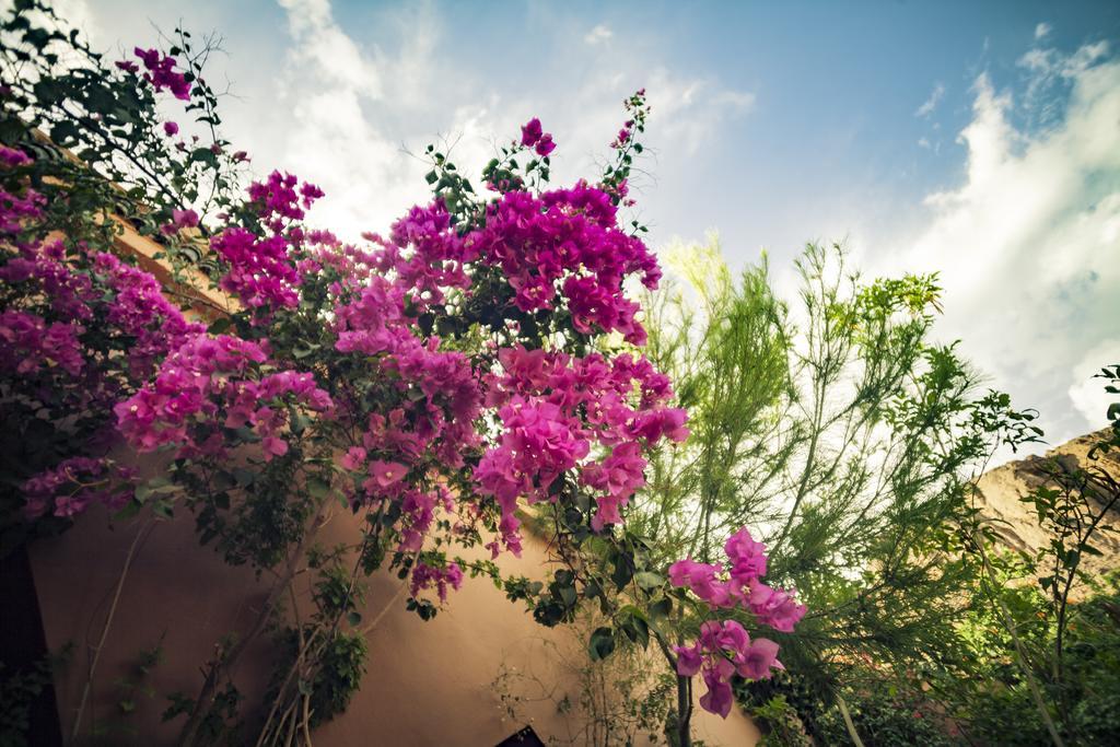 La Terrasse Des Delices Bed & Breakfast Fint Luaran gambar